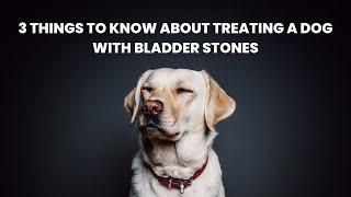 3 Things to Know About Treating a Dog with Bladder Stones