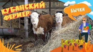 Разведение быков для продажи мраморной говядины. Современное сельское хозяйство в Краснодарском крае