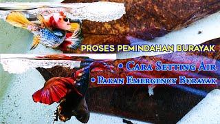 Pemindahan Burayak Wild Betta Imbellis Dan Burayak HMPK  Belajar Setting Air & Pakan Emergency