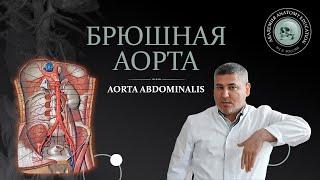 Брюшная аорта. Чревный ствол  Celiac trunk