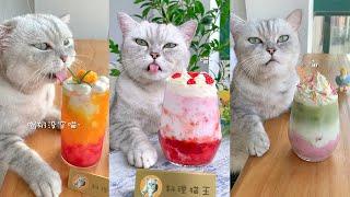 Drinks Collection  11 Easy Fruit Milkshake Recipes #CatCookingShow  #AnimalCooking #CookingSound