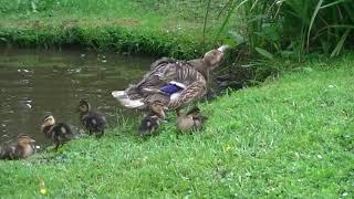 Female Mallard Duck Protecting Ducklings When Feeding