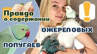 20 фактов об ОЖЕРЕЛОВЫХ ПОПУГАЯХ что нужно знать прежде чем завести.