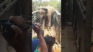 #short #shorts #viral #viralvideo #tusker #viralshorts