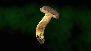 Real mushroom in 3D - Boletus badius 0064