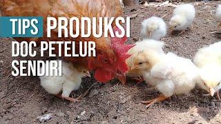 Tips Produksi Mencetak DOC Anak Ayam Petelur Sendiri # intermezzo