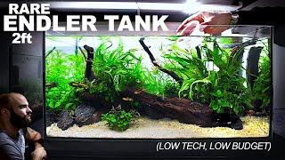 SUPER RARE Endler Guppy Tank LOW TECH LOW BUDGET Aquascape Tutorial