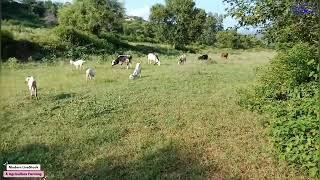 Goat Enjoying Grazing  بکریوں کی چرائی  Modern Goat Farm