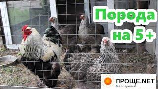 Куры Брама тёмная Почему никогда не откажусь от этой породы. 5 лучших качеств