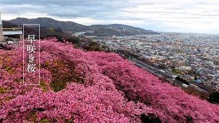 【Cherry blossoms】Early blooming cherry blossoms in full bloom around Tokyo. 満開の早咲き桜 #4k