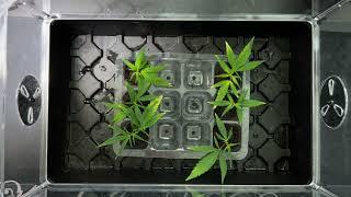 Cannabis Basics Seeds vs Clones