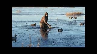 Pakkaspäivän sorsajahti 8 riistalajia  Duck hunting in the middle of ice 8 species mixed bag