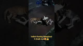 Induk Kucing Menyusui 4 Anak nya