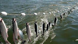 Everyone should watch this Fishermens video - Amazing Automatic Net Fishing Line Catching Big Fish