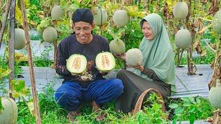 Memetik Melon Manis di Kebun  Masak Bolu Melon Kukus Ikan Nila Kukus Jahe dan Es Melon Segar