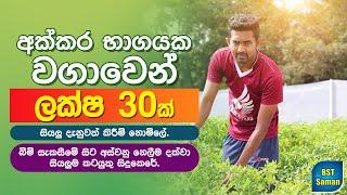 protected cultivation Chilli Cultivation protected cultureMAhesh මිරිස් වගාව