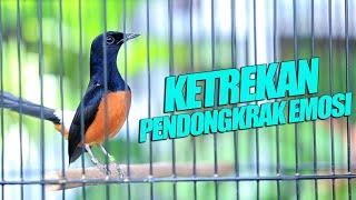 Murai Fighter KETREKAN pendongkrak EMOSI    shama bird