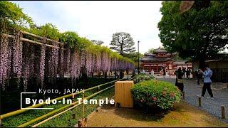 Byodo-In Temple in Uji Kyoto Japan 4KUHD