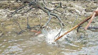 Menjadi Hal biasa Berburu ikan Mangrove Jack sebanyak ini‼️