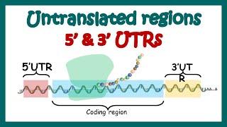 Untranslated regions  how 5 and 3 UTRs regulate transcription and translation  3 and 5 UTR