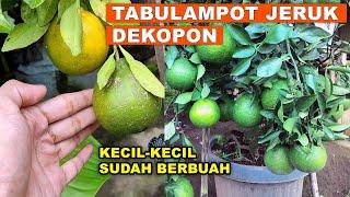 Tabulampot Jeruk Dekopon Kecil Kecil Sudah Berbuah - Dekopon oranges Tree Bears Fruits