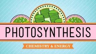 Photosynthesis Crash Course Biology #8