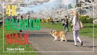 【4K】 Lithuania Vilnius Walk - Chiune Sugihara Sakura Park with Cherry Blossoms in 2023