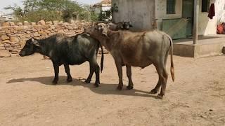  BUFFALO MEETING 