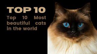 Discover the Top 10 Most Beautiful Cats in the World  Stunning Feline Breeds