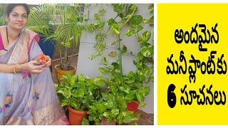 6 Tips for healthy and beautiful money plant pothosమనీ ప్లాంట్ బాగా పెరగాలంటే. #moneyplant #pothos