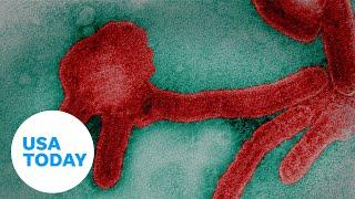 Marburg virus outbreak Ebolas dangerous cousin  USA TODAY