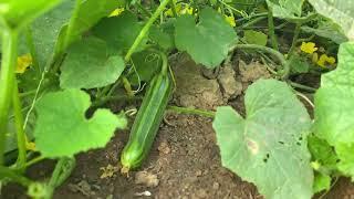 Cucumber garden.