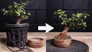 Starting an Indoor Bonsai from a Cutting