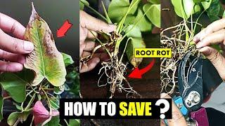 How to save Anthurium from ROOT ROT ?