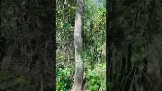 নঁওগা সাপাহাড় #shortvideo #savetrees #shorts #short #jungle