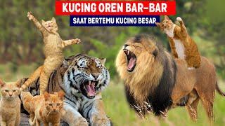 NGAKAK Harimau Kok Takut Sama Kucing Oren Bar-bar Kucing Oren Vs Harimau Siapa yang Menang?