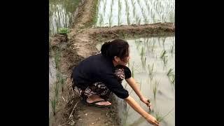 cewek cantik biasa di sawah - story wa dangdut koplo terbaru