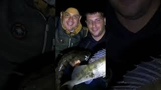 Дніпрові Трофейні судаки  #крутарибалка #fishing #карась #carpfishing #плотва #судак #shorts