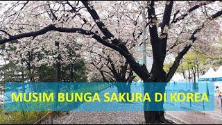 CHERRY BLOSSOM FESTIVAL IN KOREA Yanghwa Hangang Park and Yeouido Park Seoul