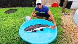 Mini Pond with GIANT Redtail Catfish  AQUARIUM