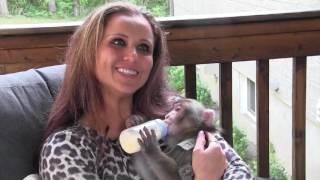 Ikea monkeys former owner introduces her new Japanese macaque