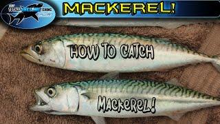 How to catch Mackerel  TAFishing