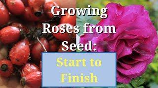 Grow Roses from Seed Start to Finish