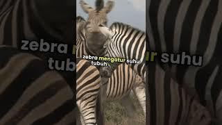 Mengapa zebra memiliki garis-garis hitam putih?.......