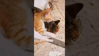 #shorts #short #shortvideo #shortsvideo #cat #catlover #catvideos #kediler #antalya #türkiye