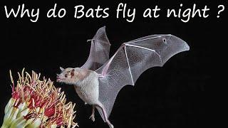Why bats fly at night?