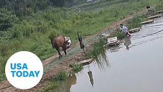 Playful horse pranks man with nudge into a pond  USA TODAY