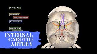 Internal Carotid Artery - Anatomy Circle of Willis