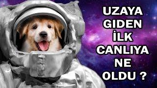 İzlerken Ağlamamaya Çalışın   Uzaya Gönderilen İlk Köpek Laikanın İnanılmaz Hikayesi.