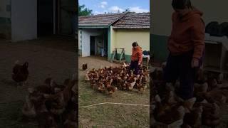 arpası fazla gelmiş tavuklar#lol #farming #keşfet #köy #chicken #yumurta #music #techno #dj